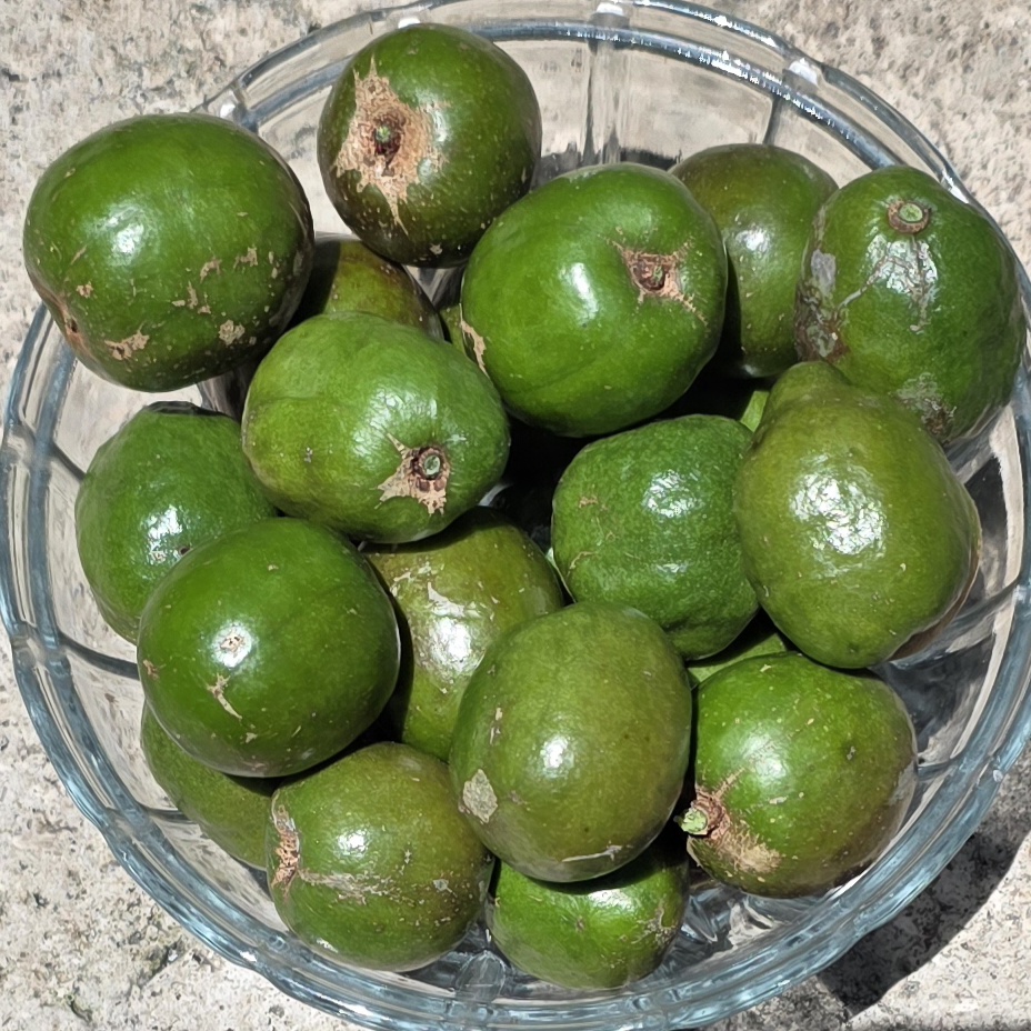 Fruit Variety Picture